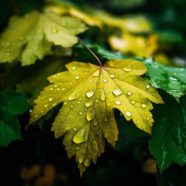Water Drop on Leaf Canvas